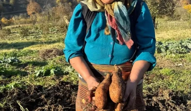 Giresun’da Tatlı Patates Üretimi Yaygınlaştırılıyor