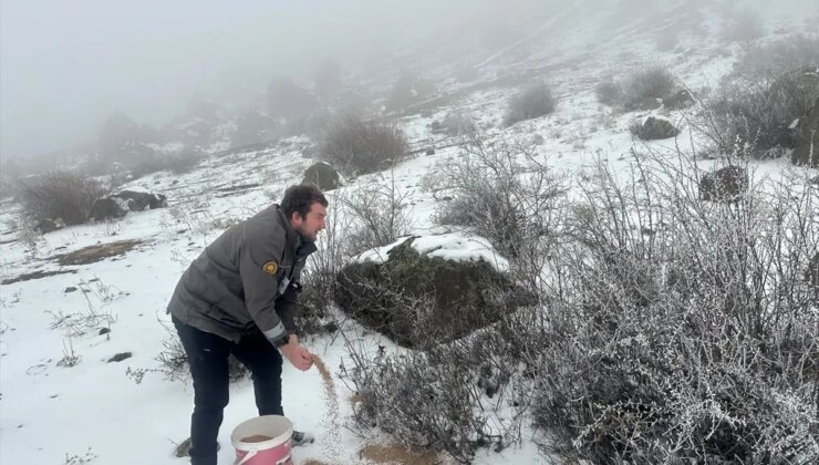 Giresun’da Yaban Hayvanları İçin Doğaya Yem Bırakıldı